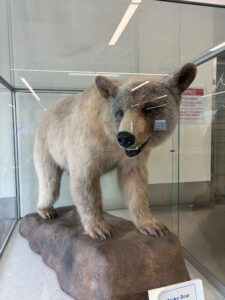 A glacier bear on display in the tiny airport terminal.