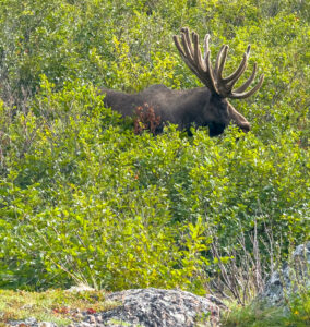 Huge bull moose – photo by alaskatim